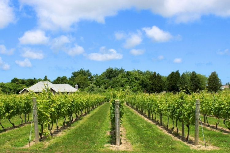 rows-of-vines-at-a-vineyard
