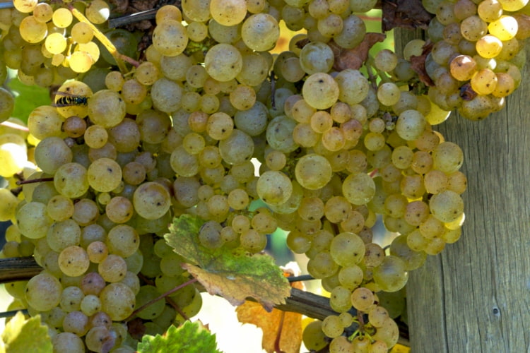 grapes-at-a-vineyard