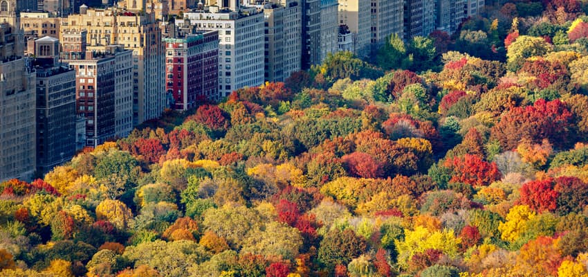 aerial view of fall trees in central park nyc