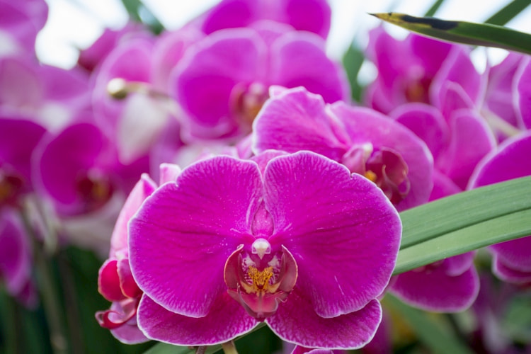 Pink orchids