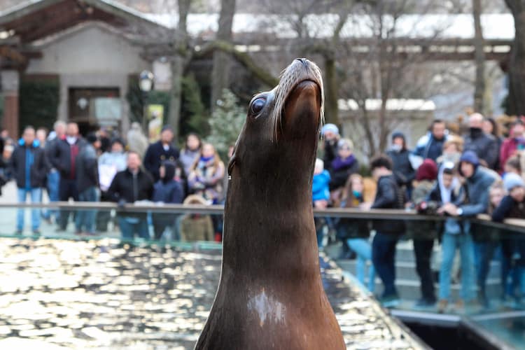 Sea lion at Central Park Zoo
