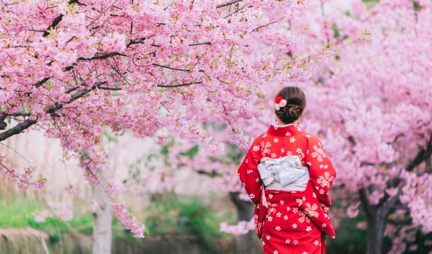 A visitor wearing a kimono and walking under cherry blossoms