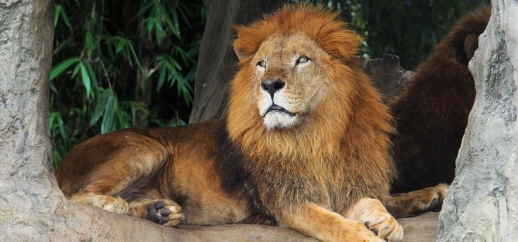 lion resting at the zoo