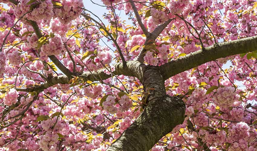 Cherry blossoms bloom on a tree in a NYC park